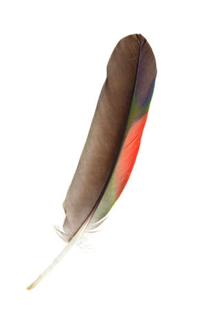 feather isolated on a pure white backgroundの写真素材