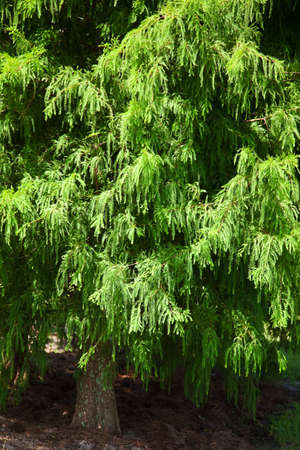 green pine branches with needles as backgroundの写真素材
