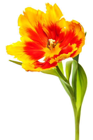 spring tulips flower isolated on white backgroundの写真素材