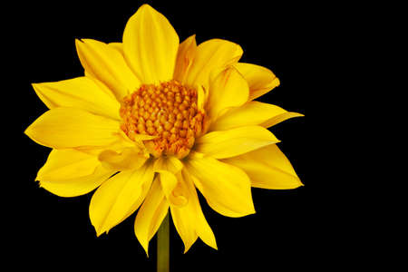 dahlia isolated on a pure black backgroundの写真素材