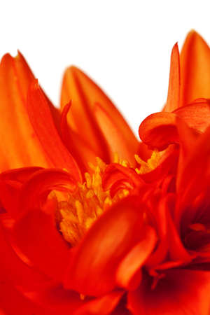 dahlia in orange and yellow abstract backgroundの写真素材
