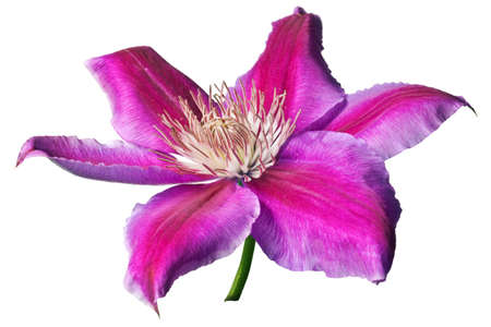 Pink and purple clematis isolated on white background.  Clean pure white background- no grey!の写真素材