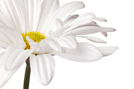 daisy isolated on a pure white backgroundの写真素材