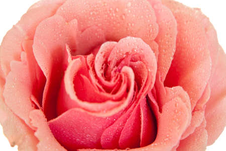pink rose isolated on a white backgroundの写真素材
