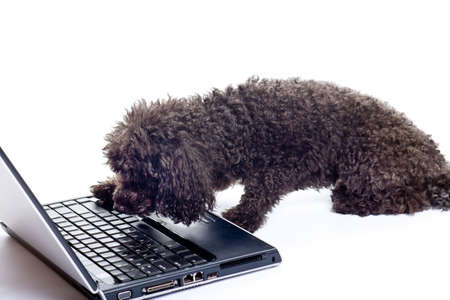 black toy poodle isolated on white backgroundの写真素材