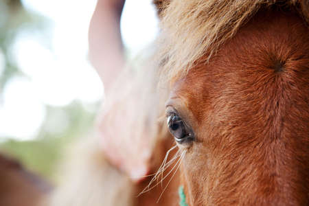 miniature horse filly with eye in selective focusの写真素材