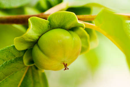 unripe persimmon on a tree in californiaの写真素材