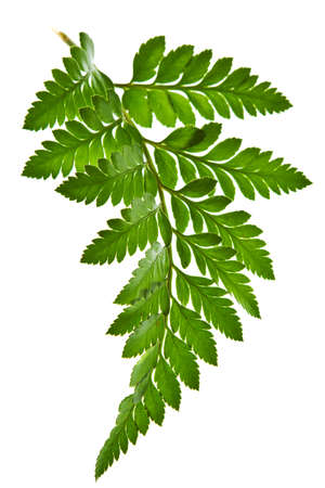 green leaf isolated on a white backgroundの写真素材
