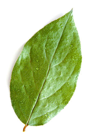 green leaf with drop shadow isolated on a white backgroundの写真素材