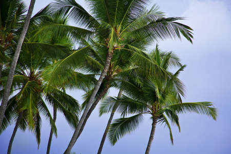 Hawaiian palm trees shot from below on a cloudy dayの写真素材
