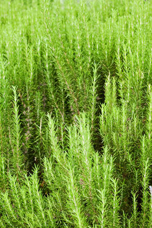 california garden perennials with a green backgroundの写真素材