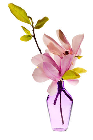 Magnolia Jane Blossoms in a vase with pink and white flowersの写真素材
