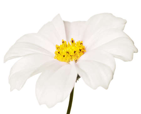 white daisy isolated on a pure white backgroundの写真素材