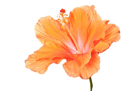 hibiscus flower isolated on a pure white backgroundの写真素材