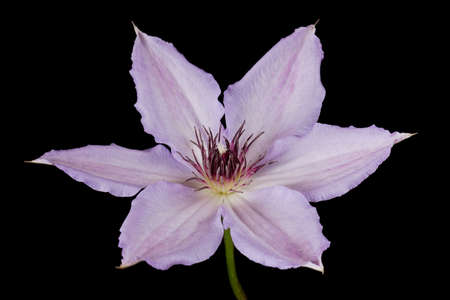 purple clematis isolated on a pure black backgroundの写真素材