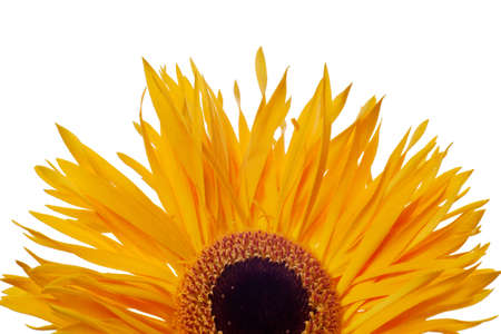 yellow daisy isolated on a white backgroundの写真素材