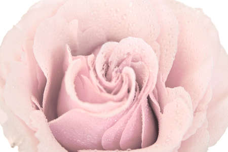 tinted pink rose isolated on a white backgroundの写真素材