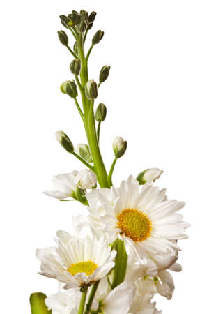 white flowers isolated on a white backgroundの写真素材
