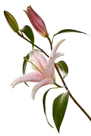 pink lily flowers isolated on a white backgroundの写真素材