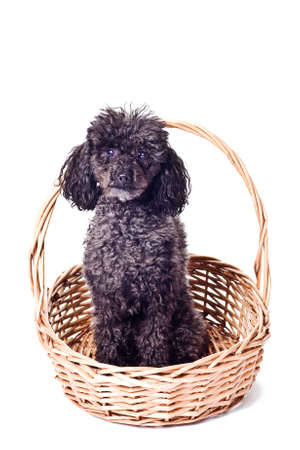 black poodle isolated on a white backgroundの写真素材