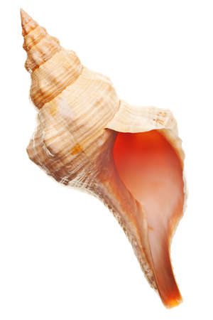 seashell isolated on pure white backgroundの写真素材
