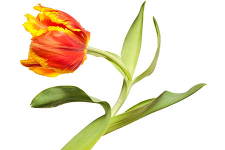 spring tulips flower isolated on white backgroundの写真素材