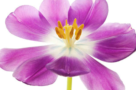 purple tulip isolated on white backgroundの写真素材