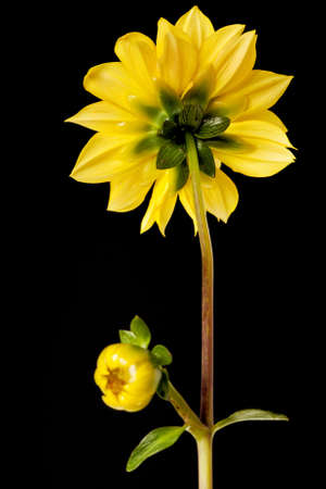 dahlia isolated on a pure black backgroundの写真素材
