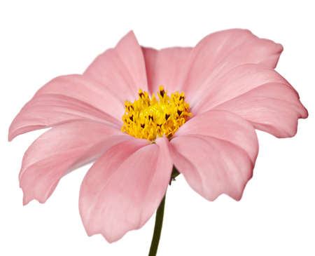 pink daisy isolated on a pure white backgroundの写真素材