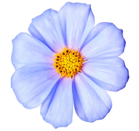 blue daisy isolated on a pure white backgroundの写真素材