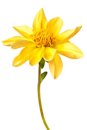 dahlia isolated on a pure white backgroundの写真素材