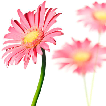 pink daisy isolated on a pure white backgroundの写真素材