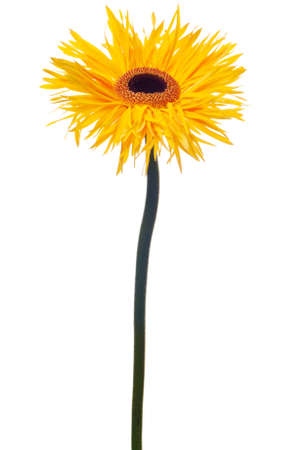 yellow daisy isolated on a white backgroundの写真素材