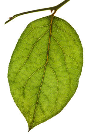 green leaf isolated on a white backgroundの写真素材