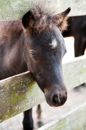 miniature horse filly or colt peeking through a fenceの写真素材