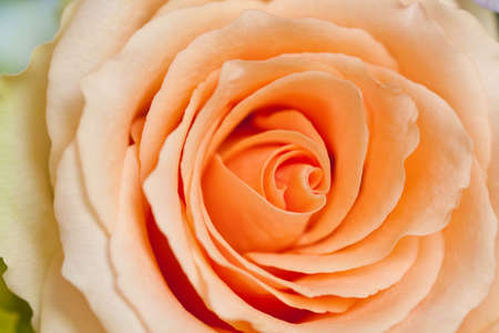 peach rose with side lighting backgroundの写真素材