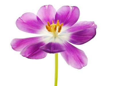 purple tulip isolated on white backgroundの写真素材