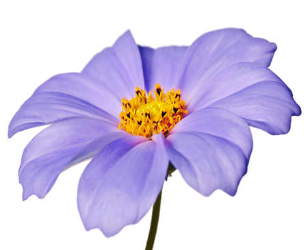 purple daisy isolated on a pure white backgroundの写真素材