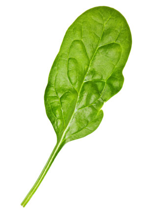 spinach leaf isolated on a pure white background