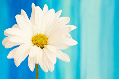 white and yellow daisy on a handpained watercolor backgroundの写真素材