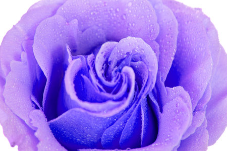 purple rose isolated on a white backgroundの写真素材