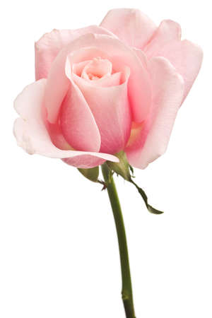 pink rose closeup isolated on white backgroundの写真素材