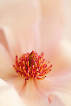 pink magnolia background with selective focus on stamenの写真素材
