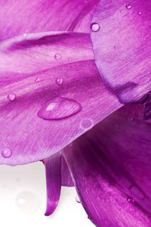 purple tulip petals isolated on white backgroundの写真素材