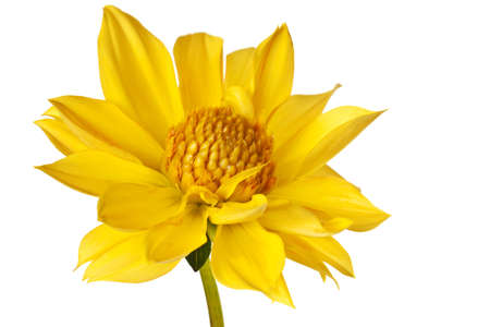 dahlia isolated on a pure white backgroundの写真素材