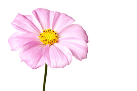 pink daisy isolated on a pure white backgroundの写真素材