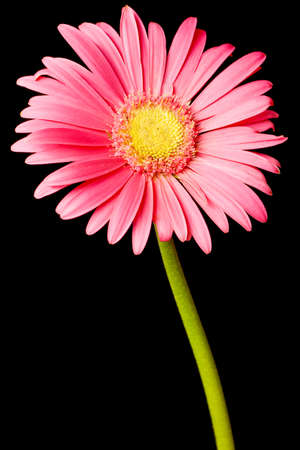 pink daisy isolated on a pure black backgroundの写真素材