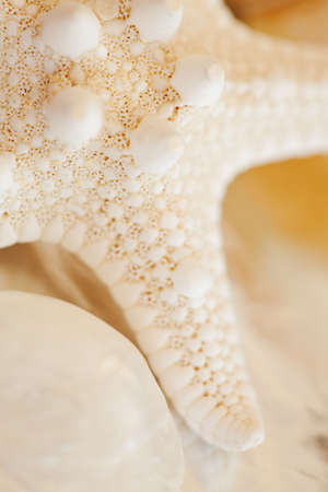 starfish high key backgroundの写真素材