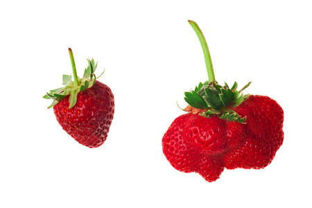 ripe red strawberries with stems and leaves isolated on white backgroundの写真素材