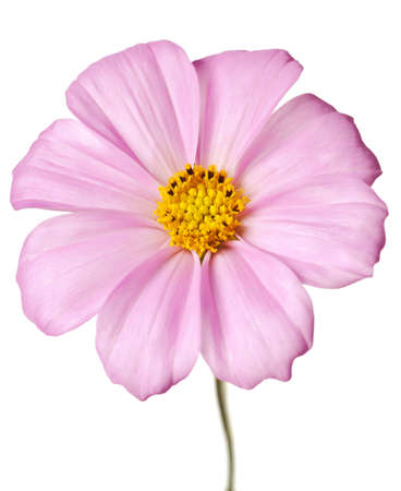 pink daisy isolated on a pure white backgroundの写真素材